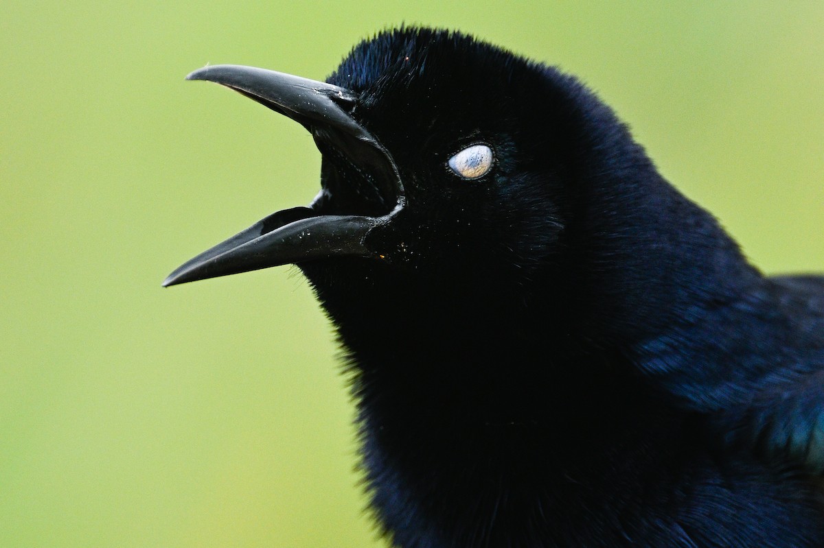 Great-tailed Grackle - ML616297384
