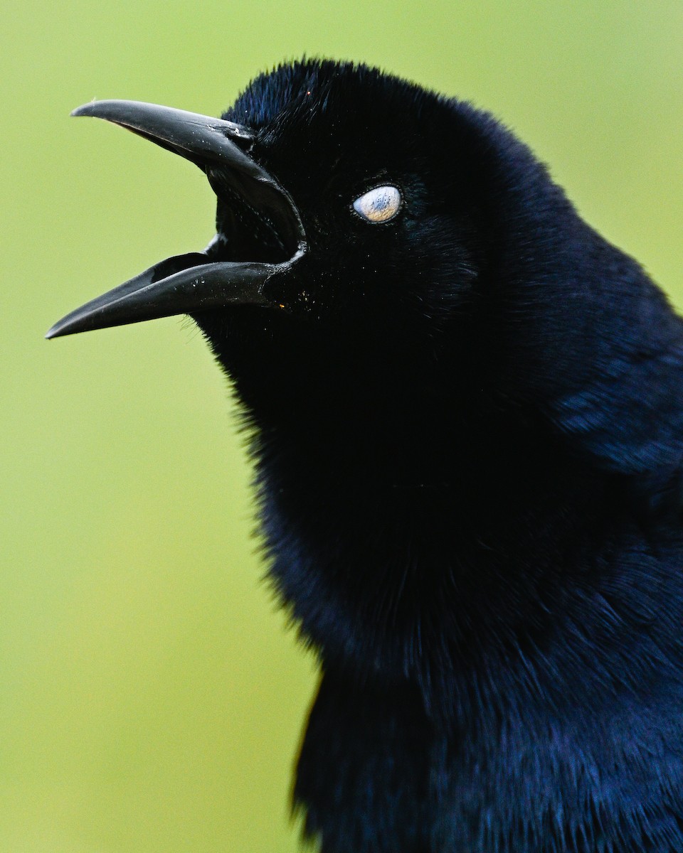 Great-tailed Grackle - ML616297385
