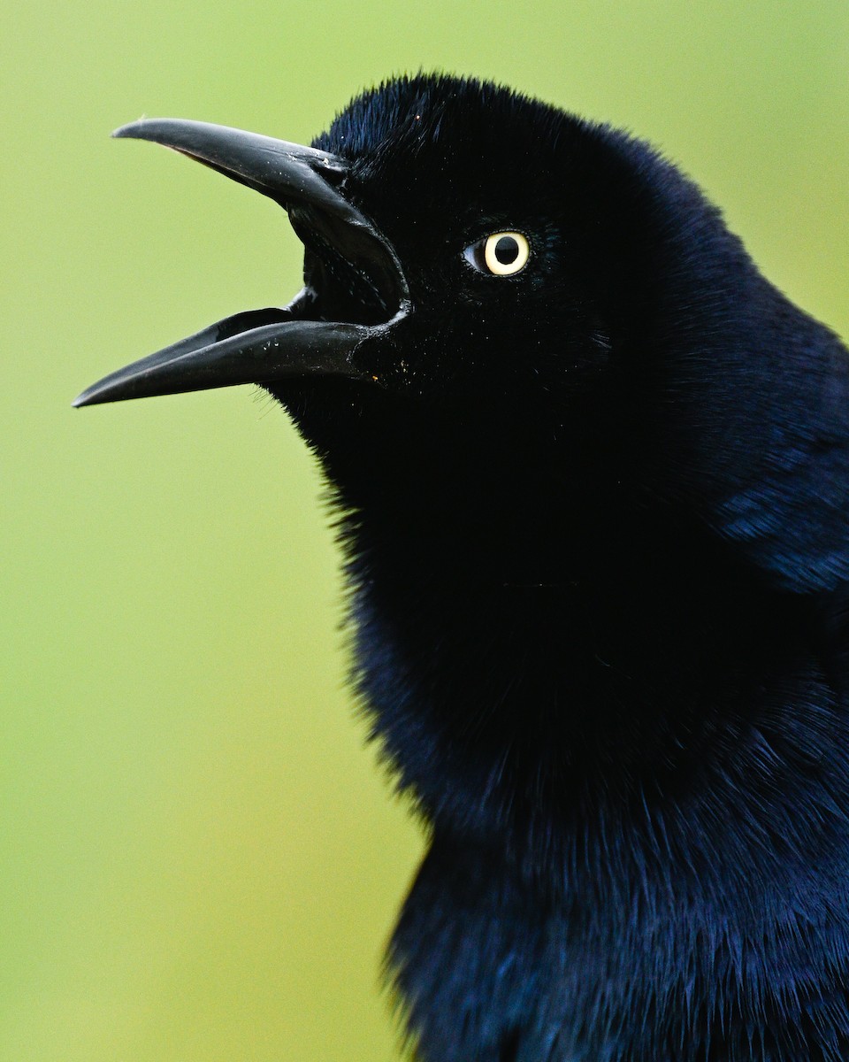 Great-tailed Grackle - ML616297386