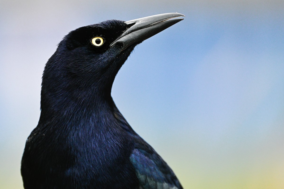 Great-tailed Grackle - ML616297388