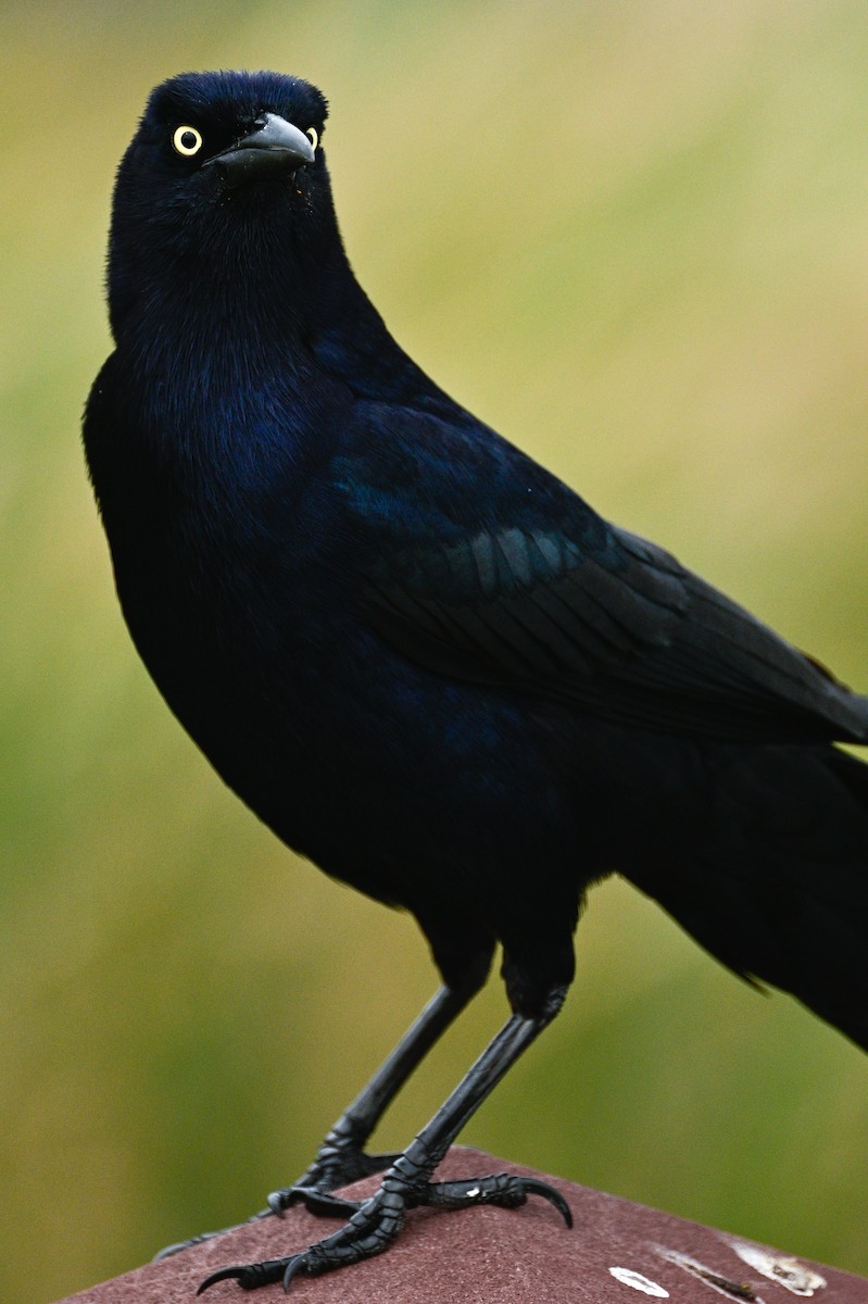 Great-tailed Grackle - ML616297389