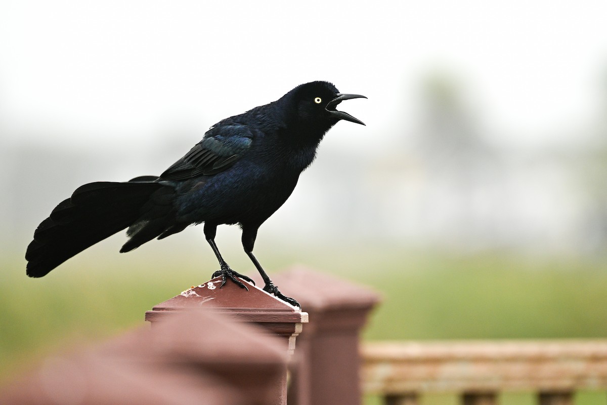 Great-tailed Grackle - ML616297390