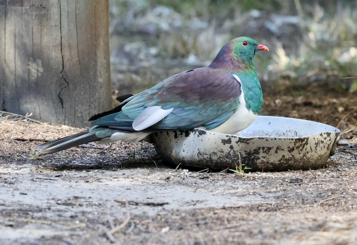 New Zealand Pigeon - ML616297393