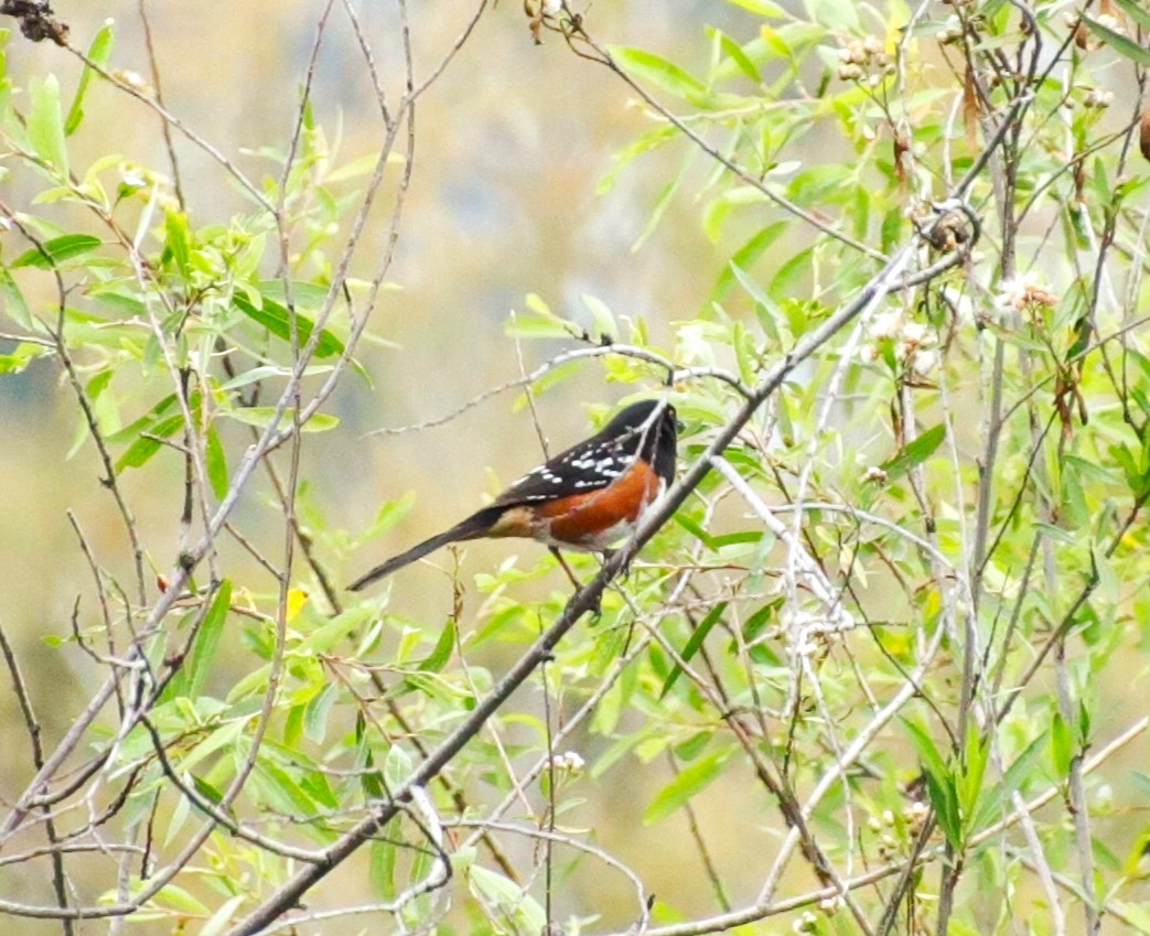 Spotted Towhee - ML616297585