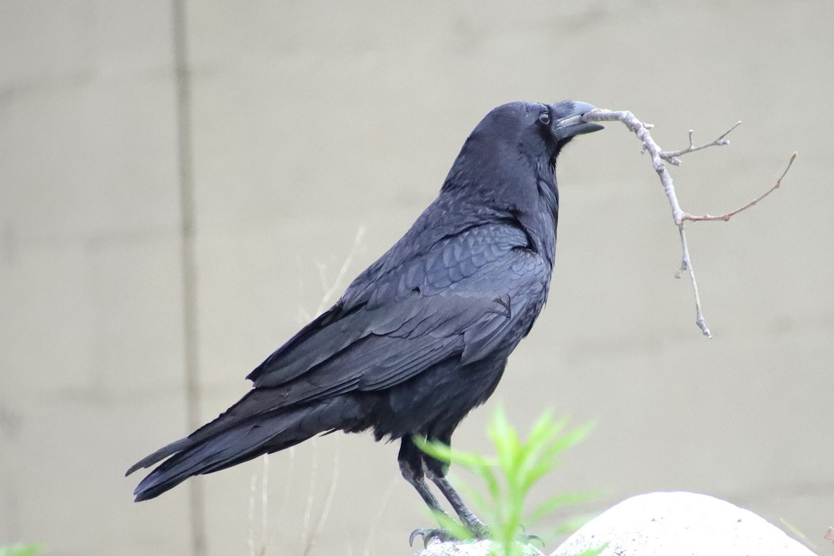 Common Raven - Drew Hatcher