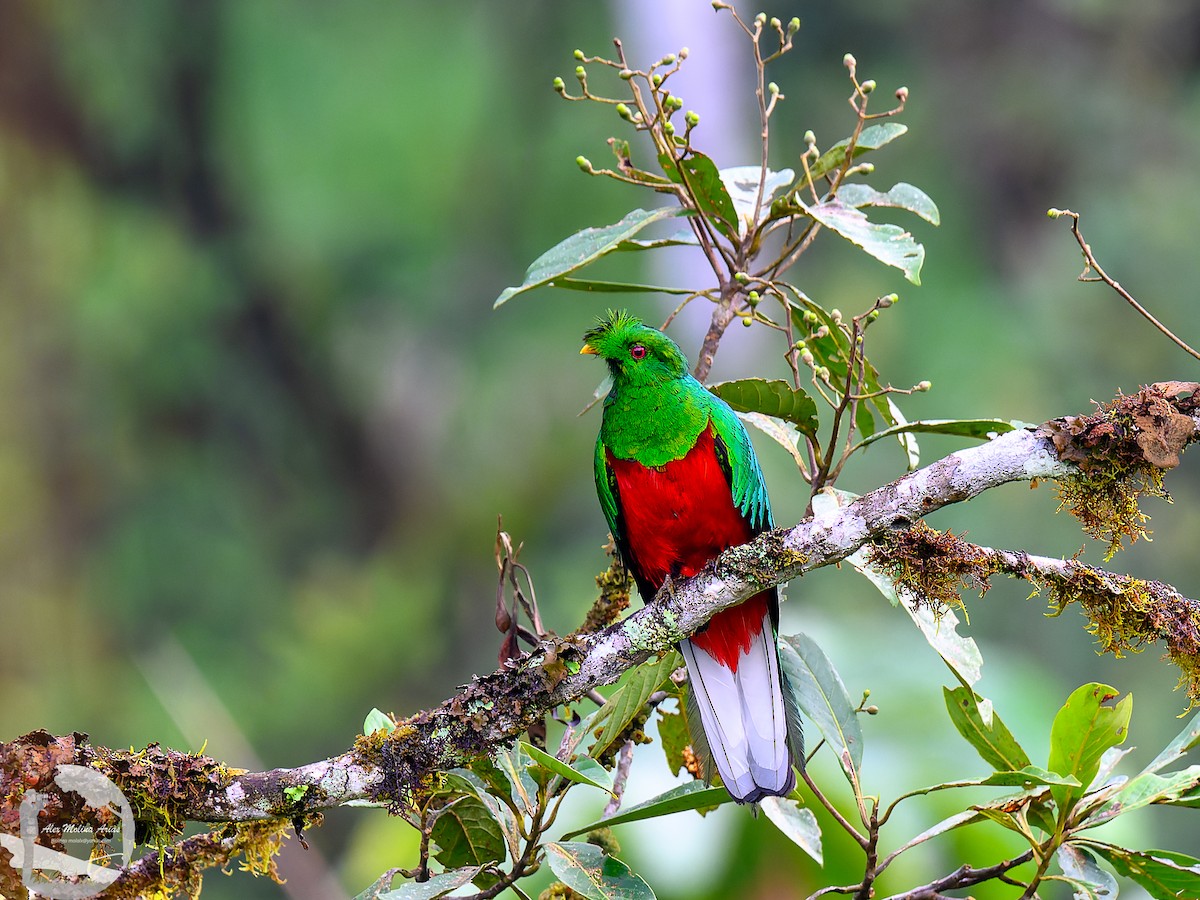 Crested Quetzal - ML616297748