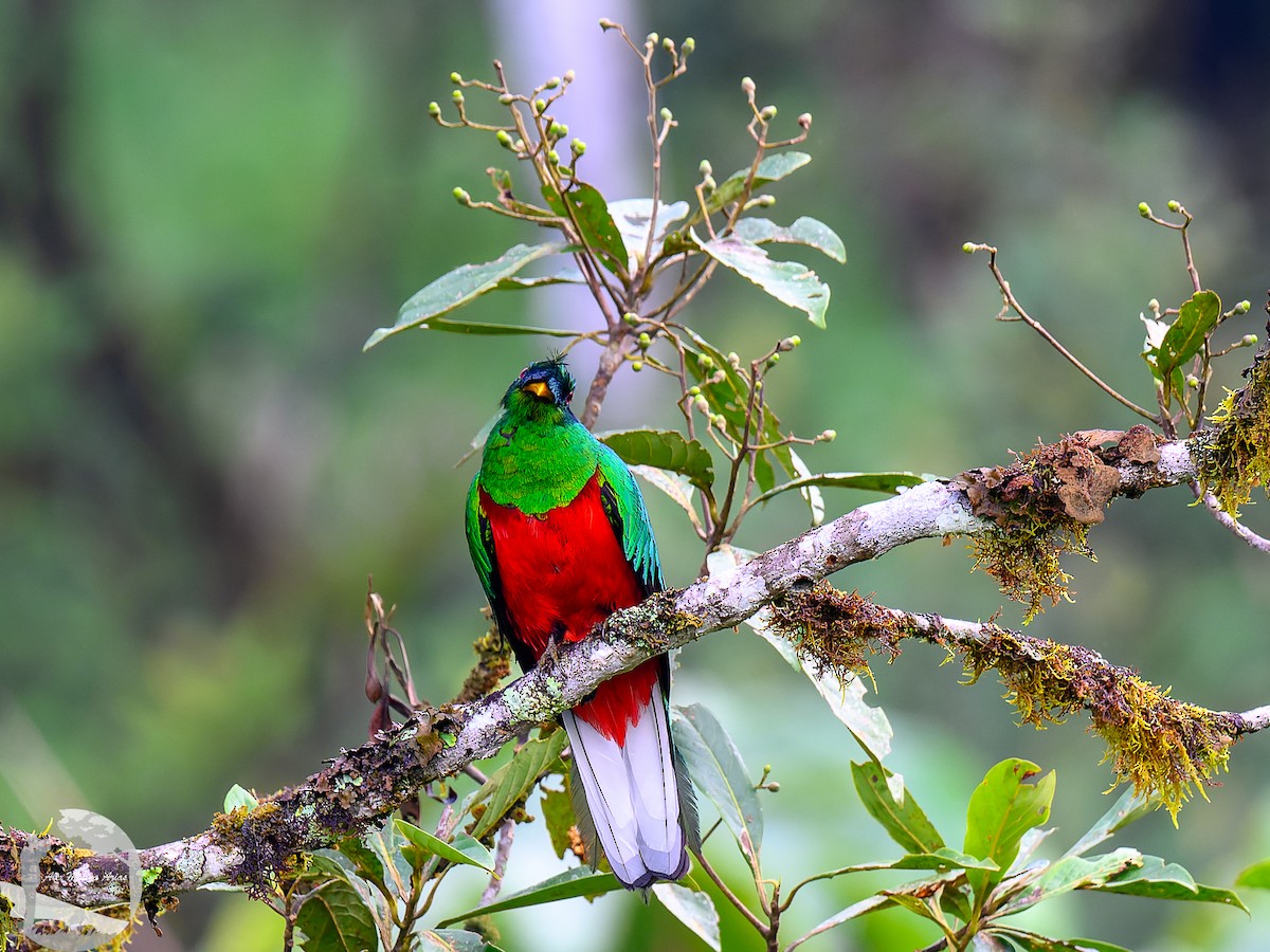Crested Quetzal - ML616297749