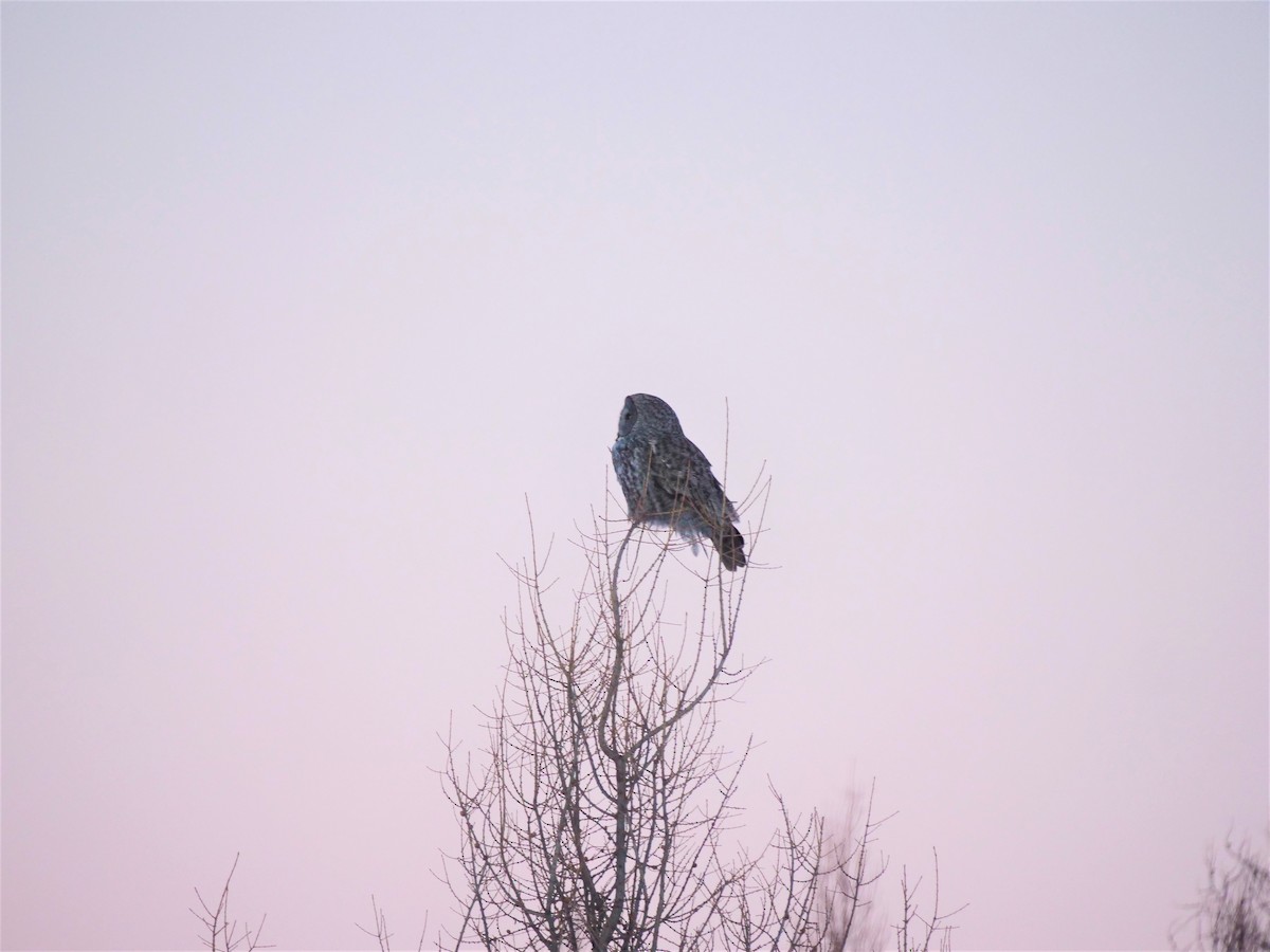 Great Gray Owl - ML616297893