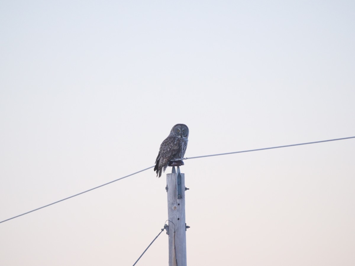 Great Gray Owl - ML616297895