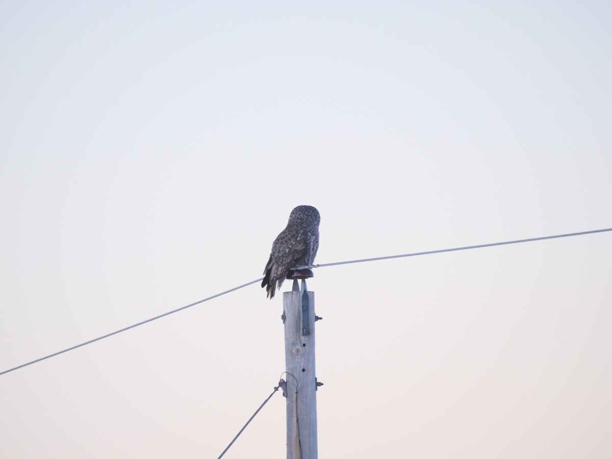Great Gray Owl - ML616297896