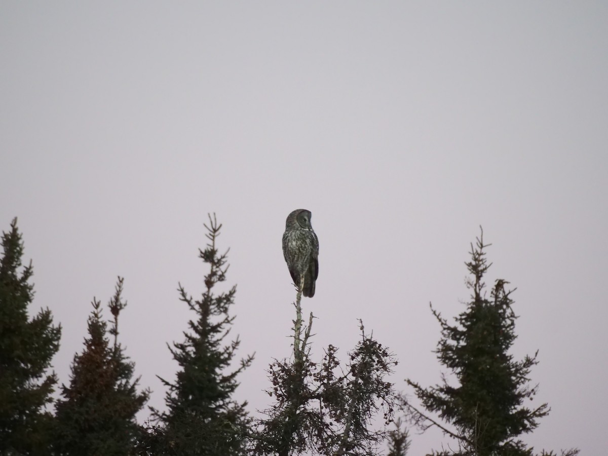 Great Gray Owl - ML616297897