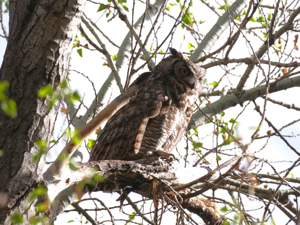 Great Horned Owl - ML616298029