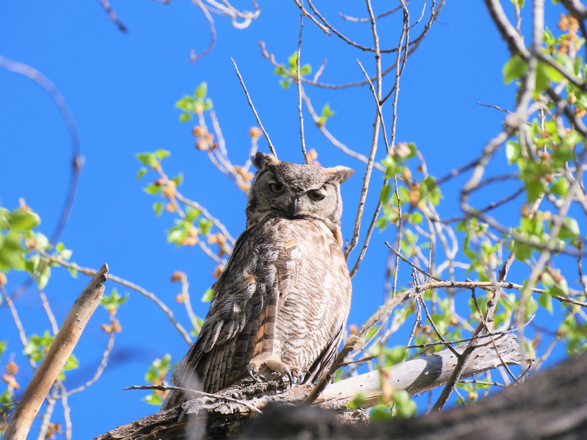 Great Horned Owl - ML616298030