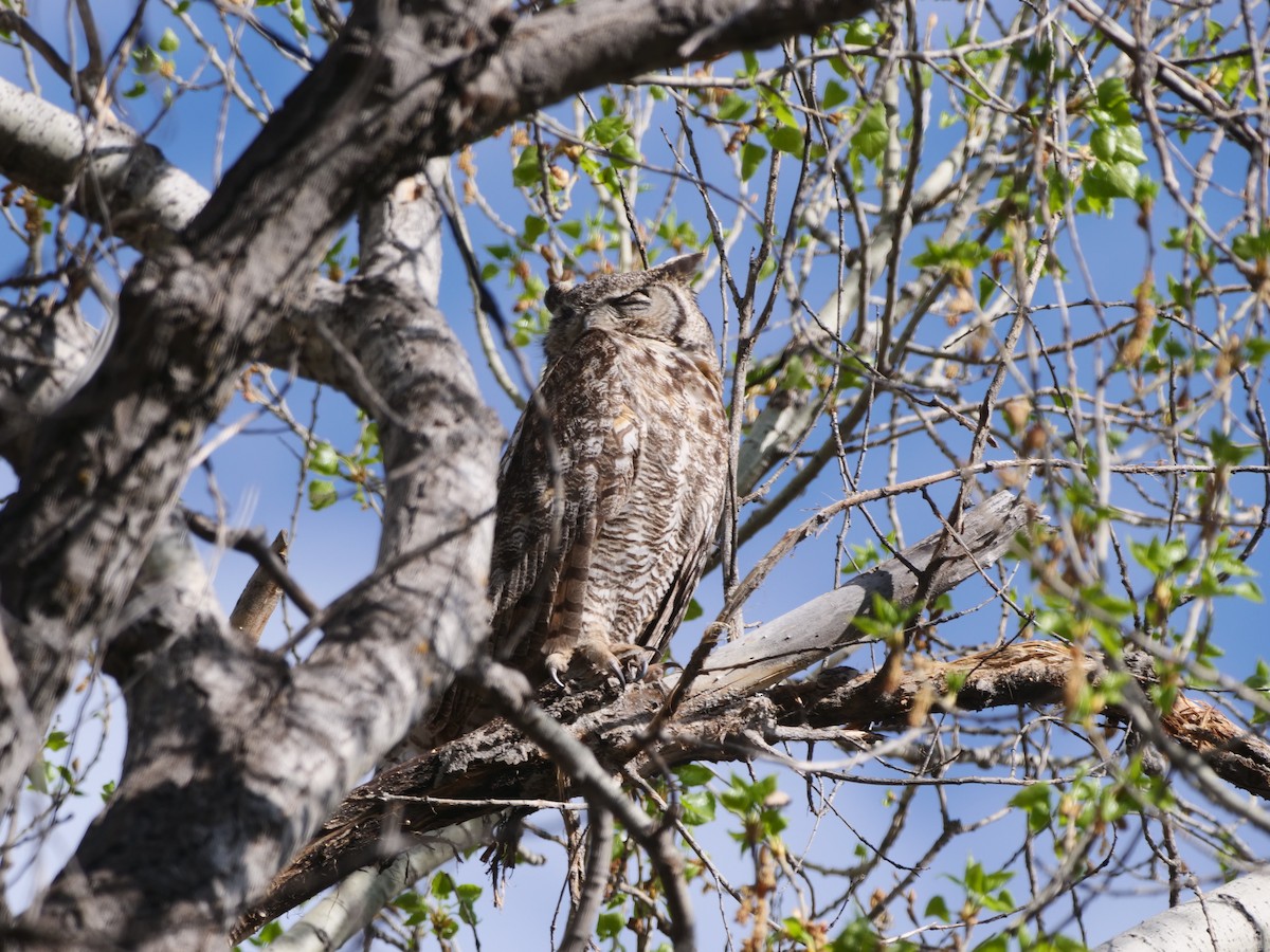 Great Horned Owl - ML616298031
