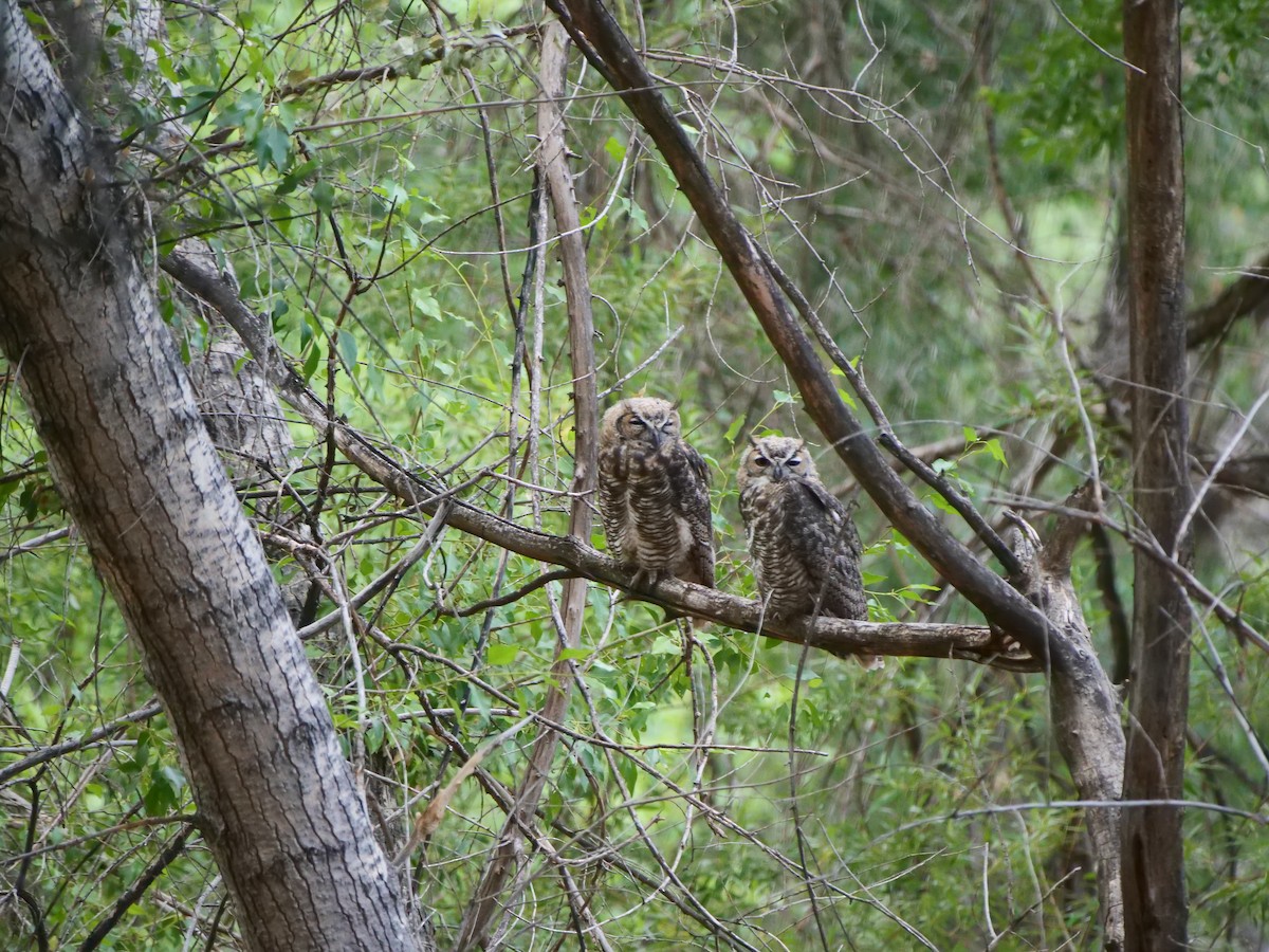 Great Horned Owl - ML616298036