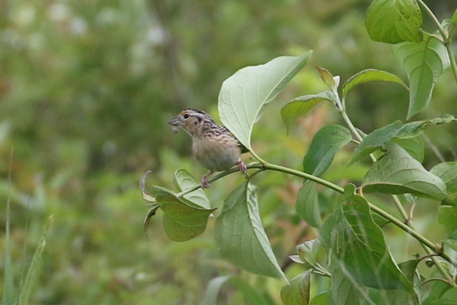 Grasshopper Sparrow - ML61629811