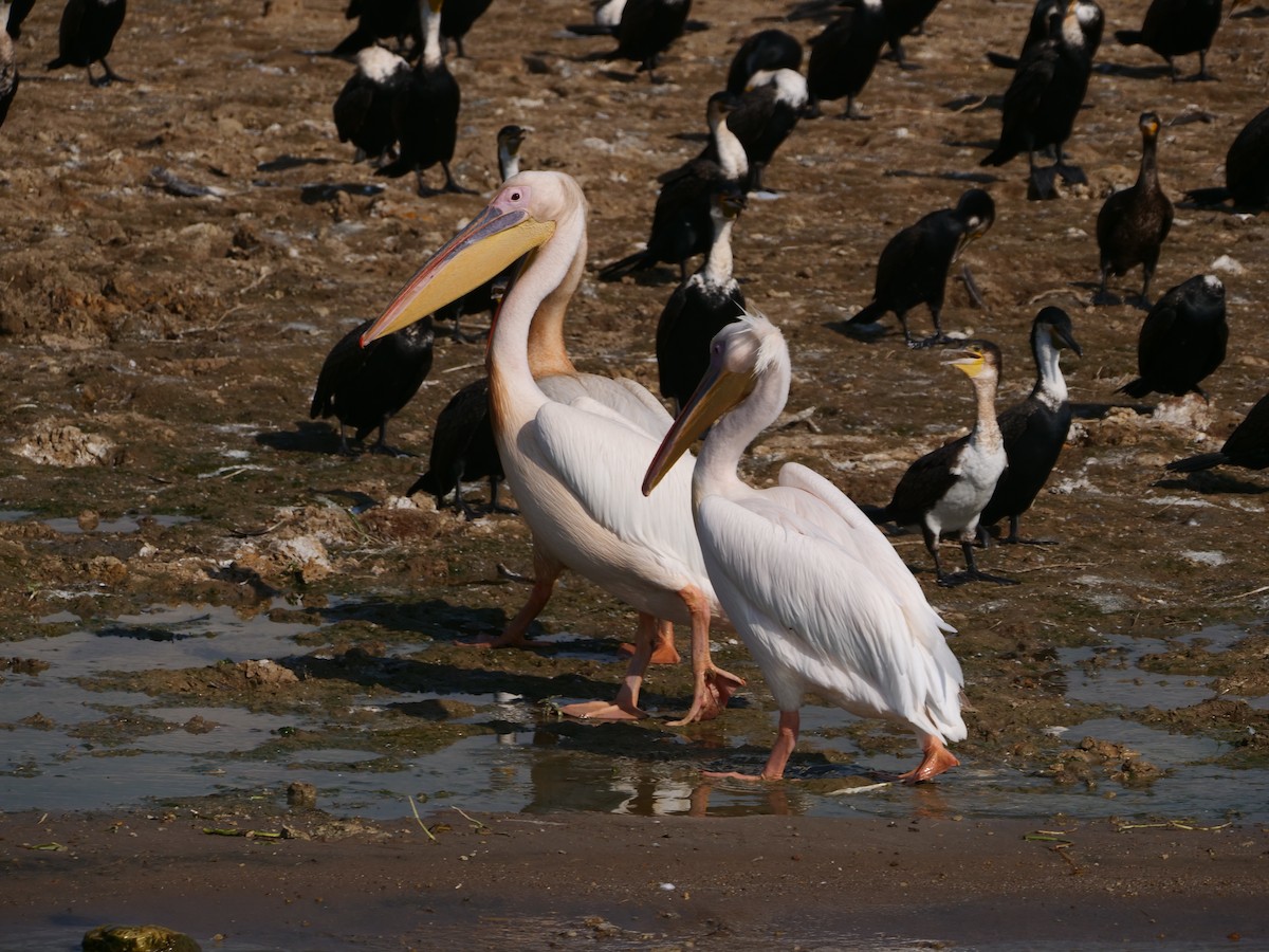 pelikán bílý - ML616298249