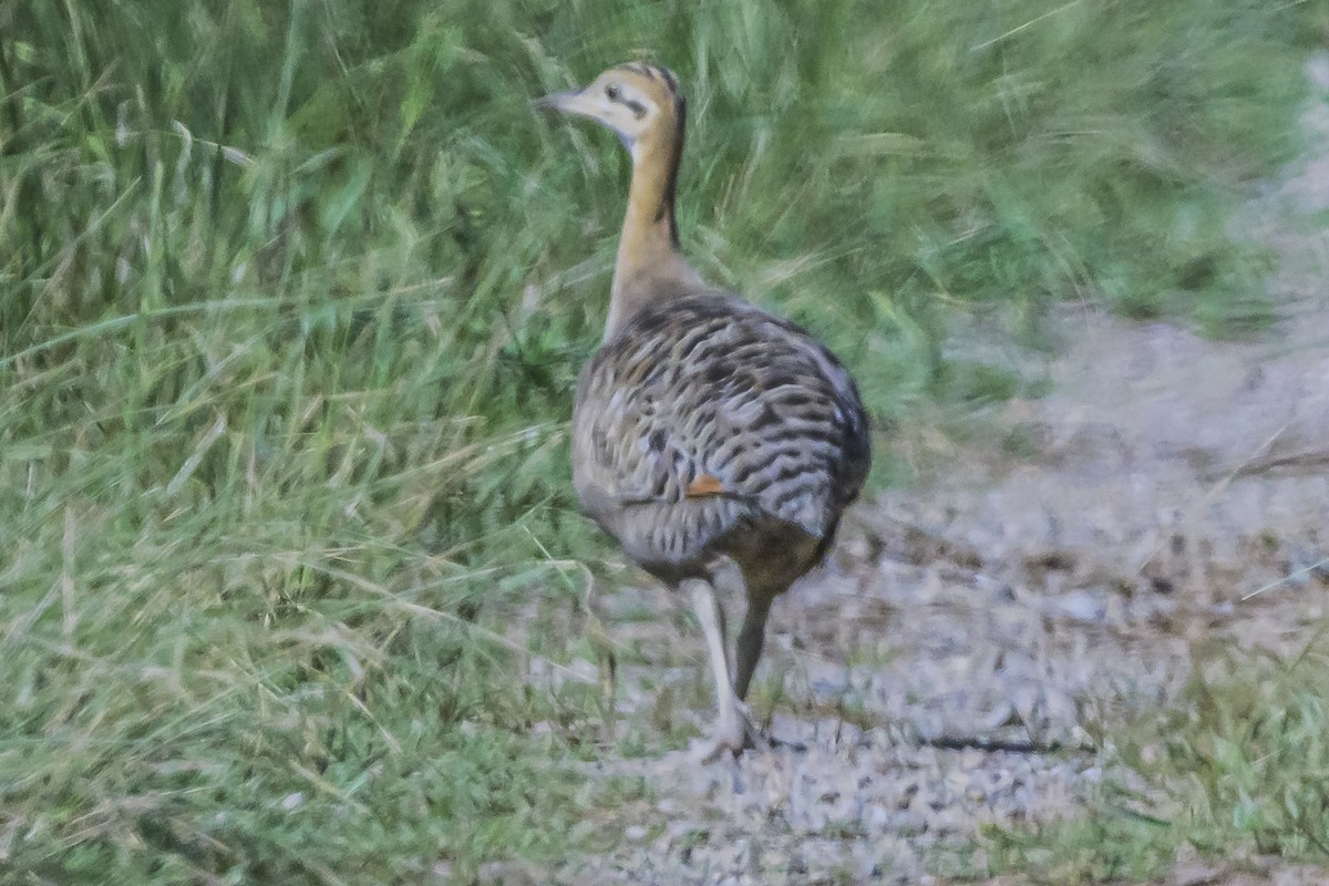 Red-winged Tinamou - ML616298291
