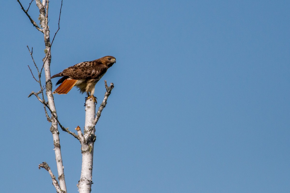 Red-tailed Hawk - Bruce Gates