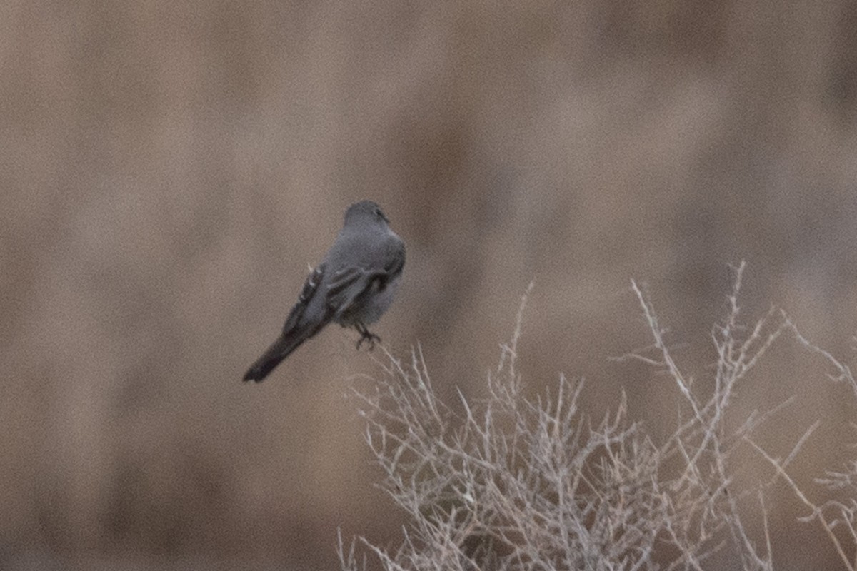 Townsend's Solitaire - ML616298485