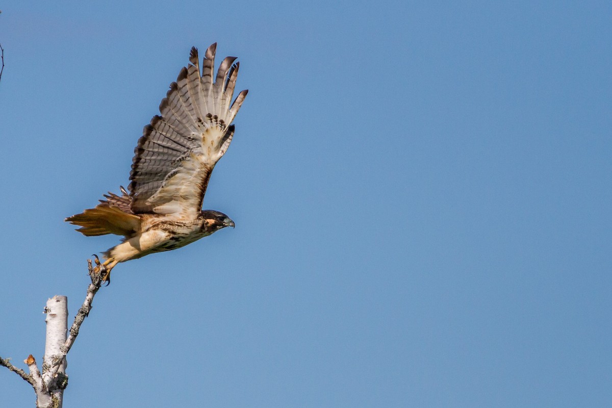 Red-tailed Hawk - ML61629861