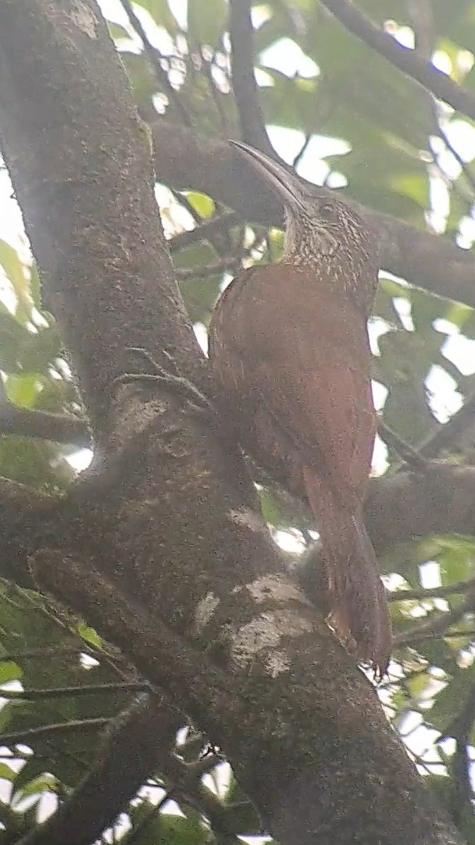 Strong-billed Woodcreeper - ML616298724