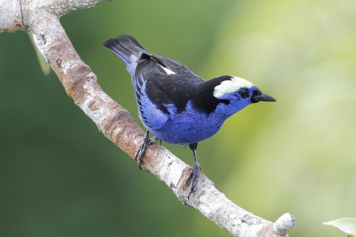 Opal-crowned Tanager - ML616298732