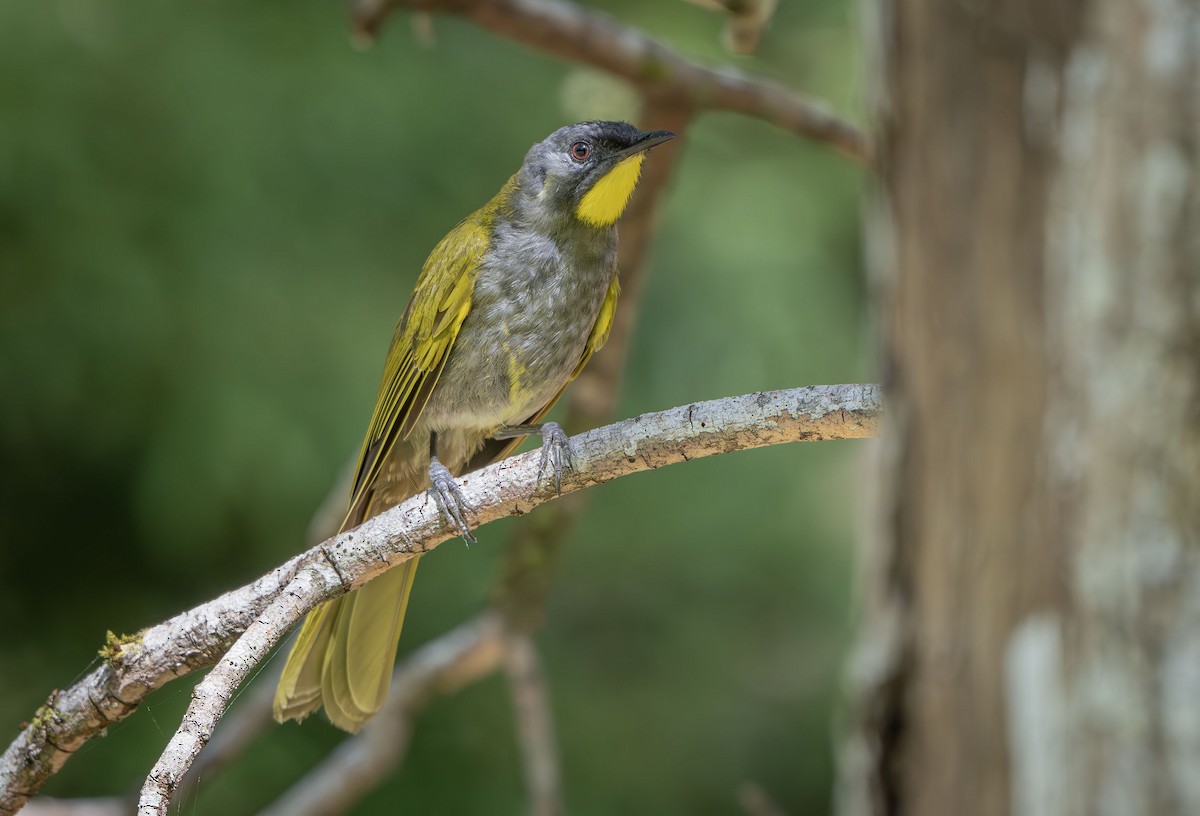 Yellow-throated Honeyeater - Philip Griffin