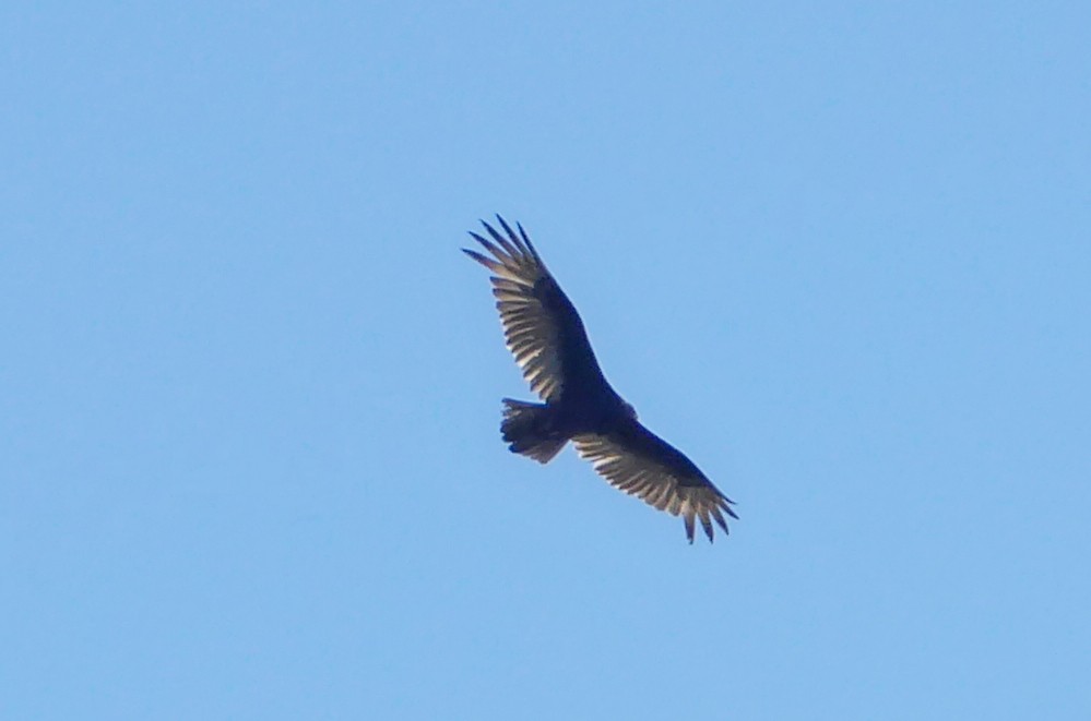 Turkey Vulture - ML616298975