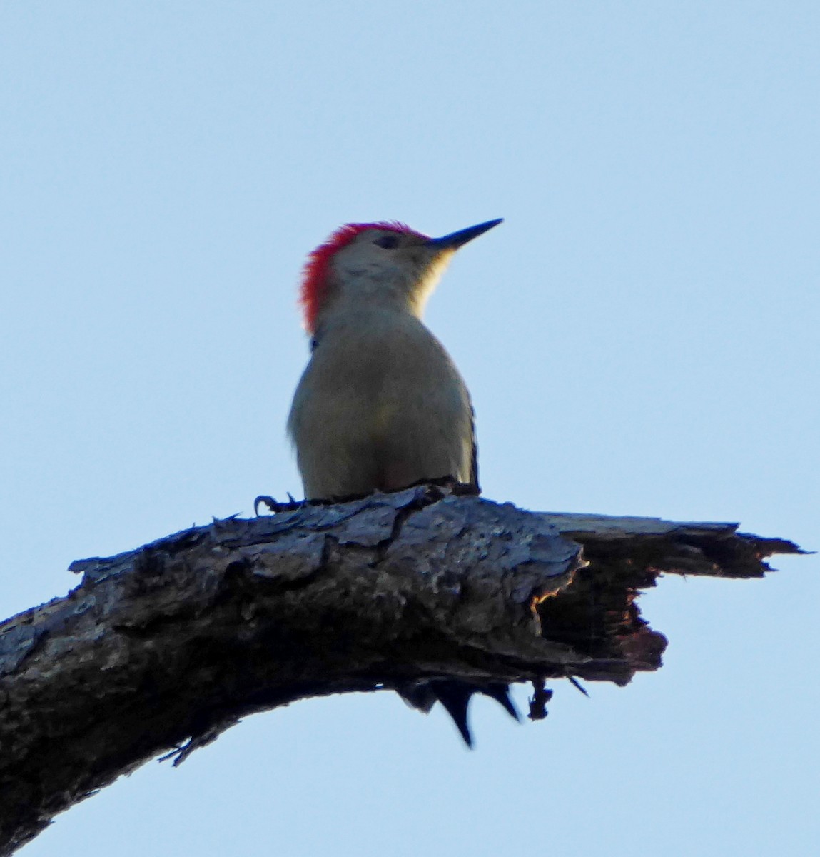 Red-bellied Woodpecker - ML616298984