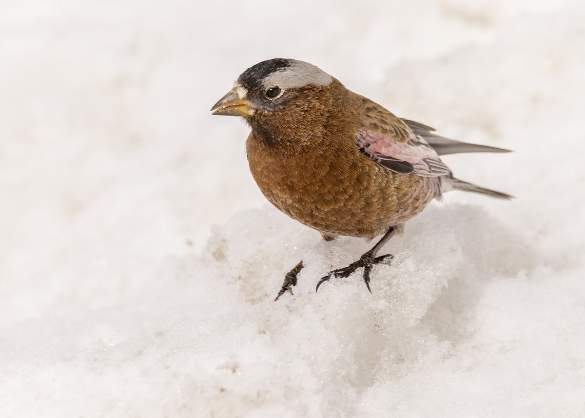 Gray-crowned Rosy-Finch (Gray-crowned) - ML616299042