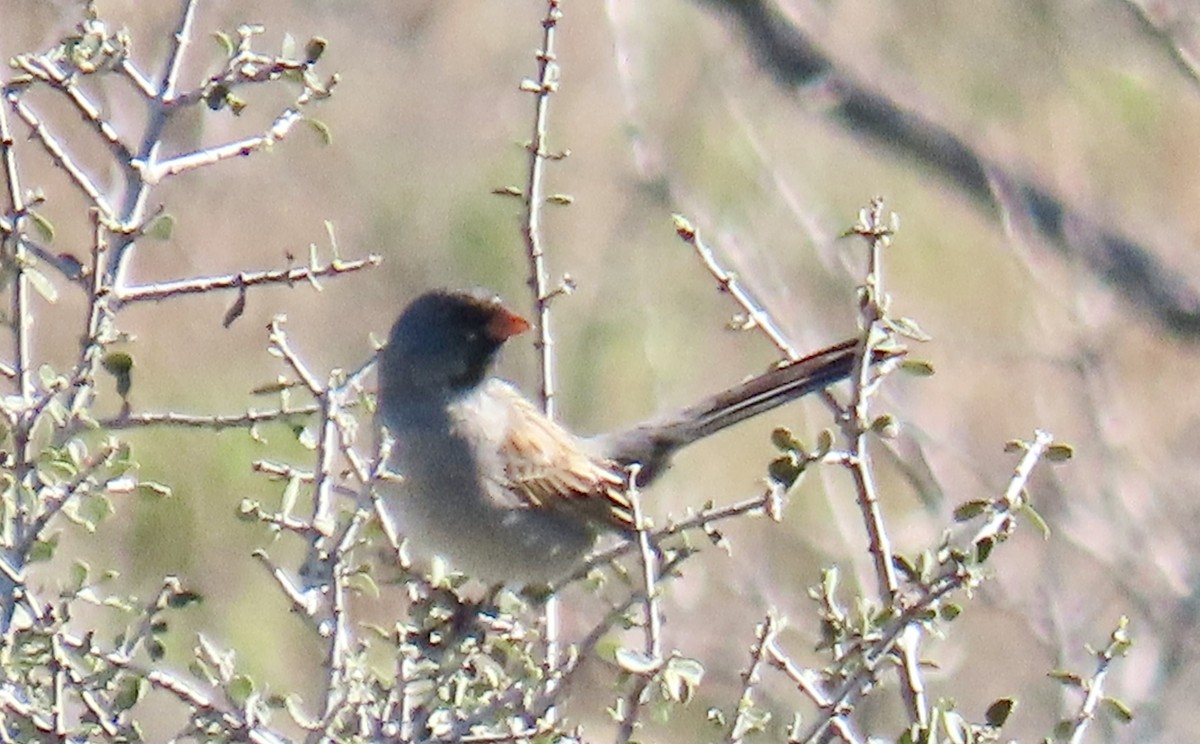 Black-chinned Sparrow - ML616299125