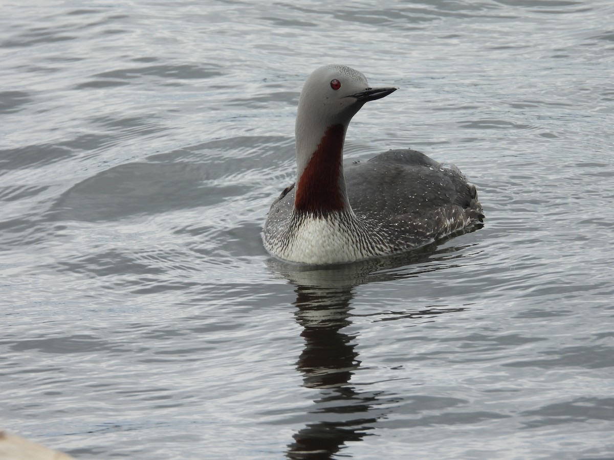 Red-throated Loon - ML616299159