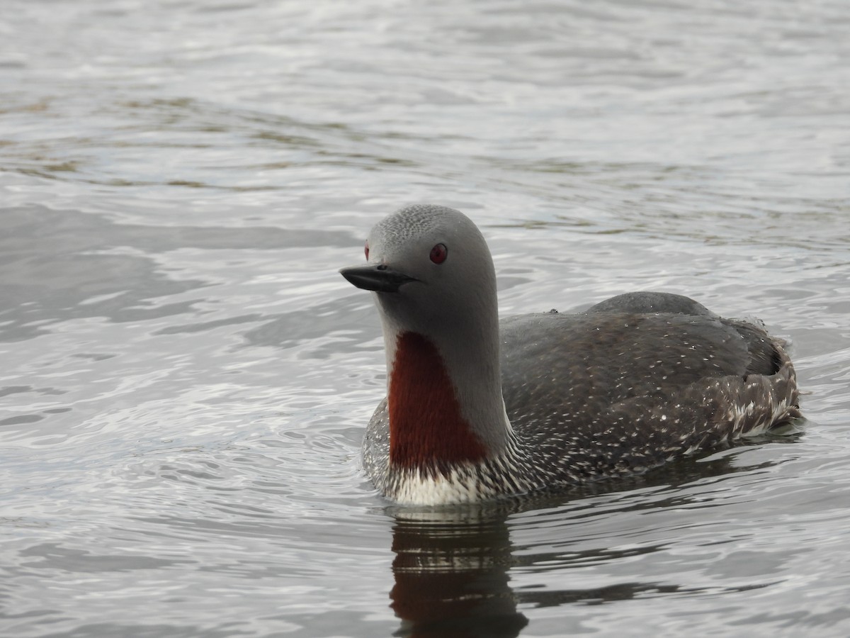 Red-throated Loon - ML616299161