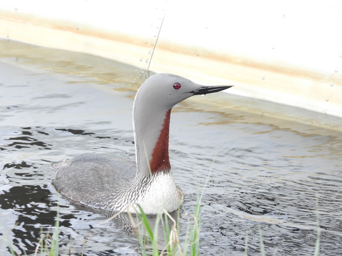Red-throated Loon - ML616299162