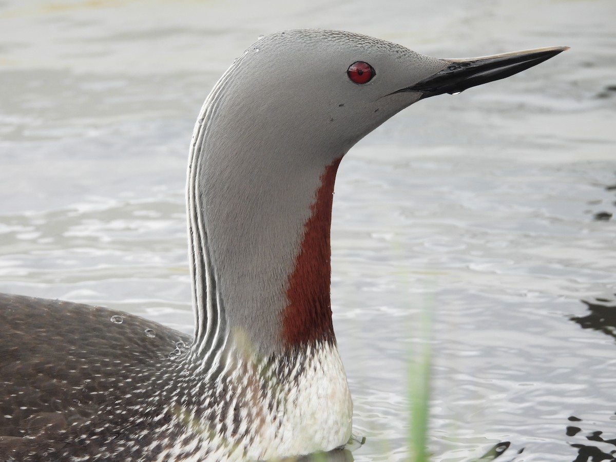 Red-throated Loon - ML616299164