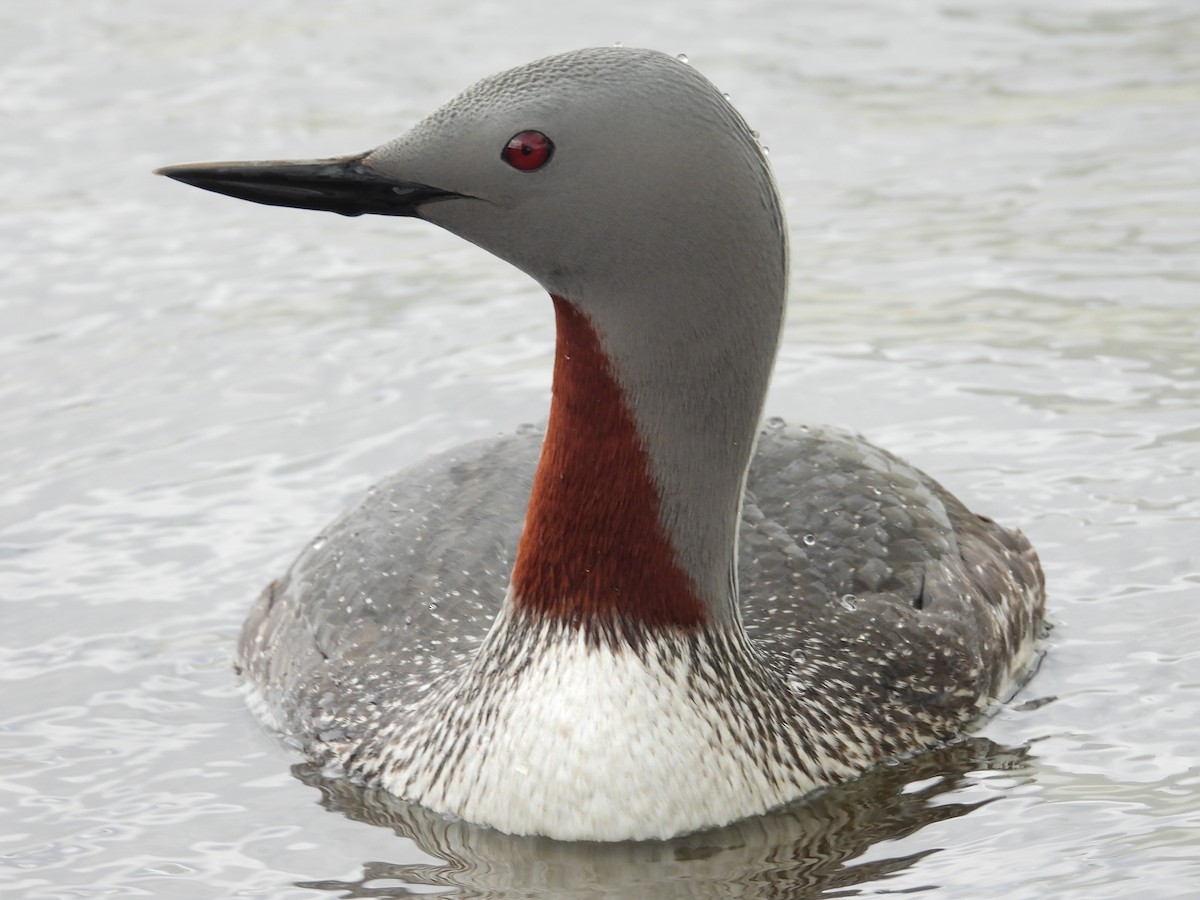 Red-throated Loon - ML616299166