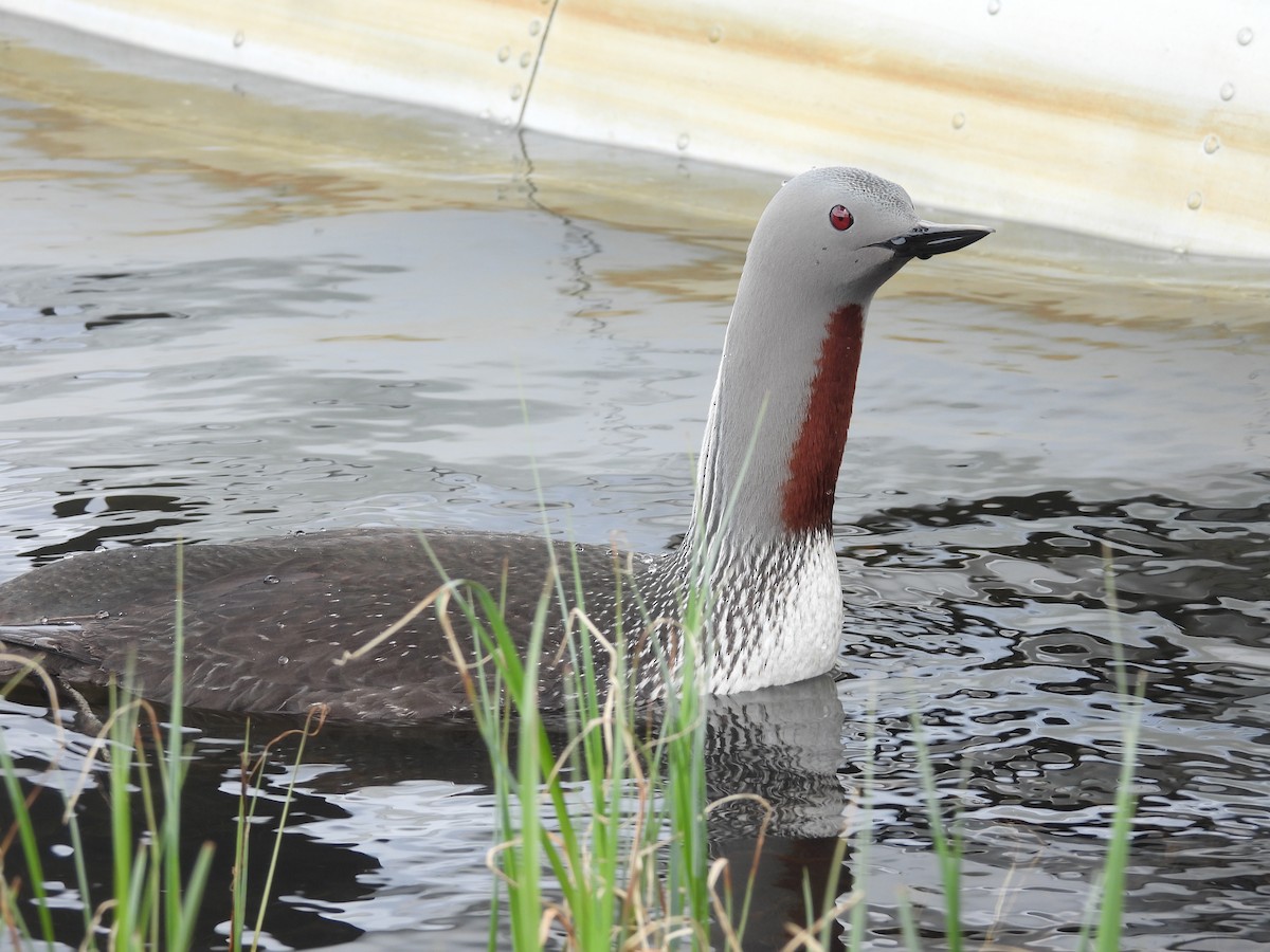 Red-throated Loon - ML616299169