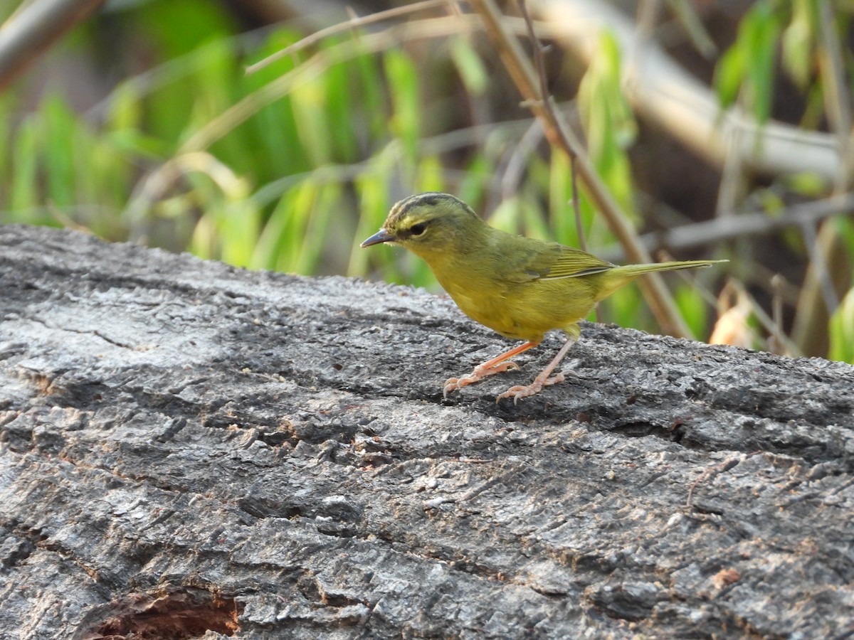 Two-banded Warbler - ML616299170