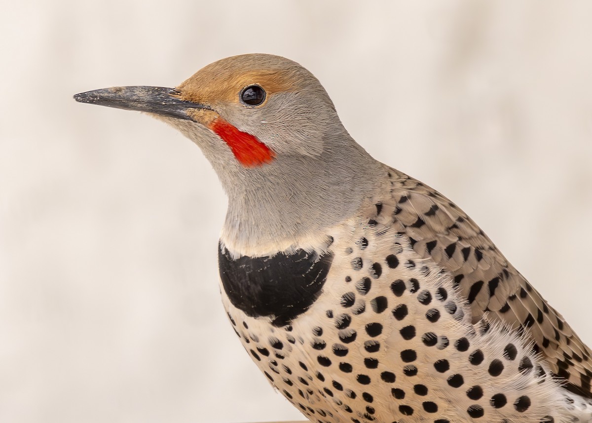 Northern Flicker (Red-shafted) - ML616299235