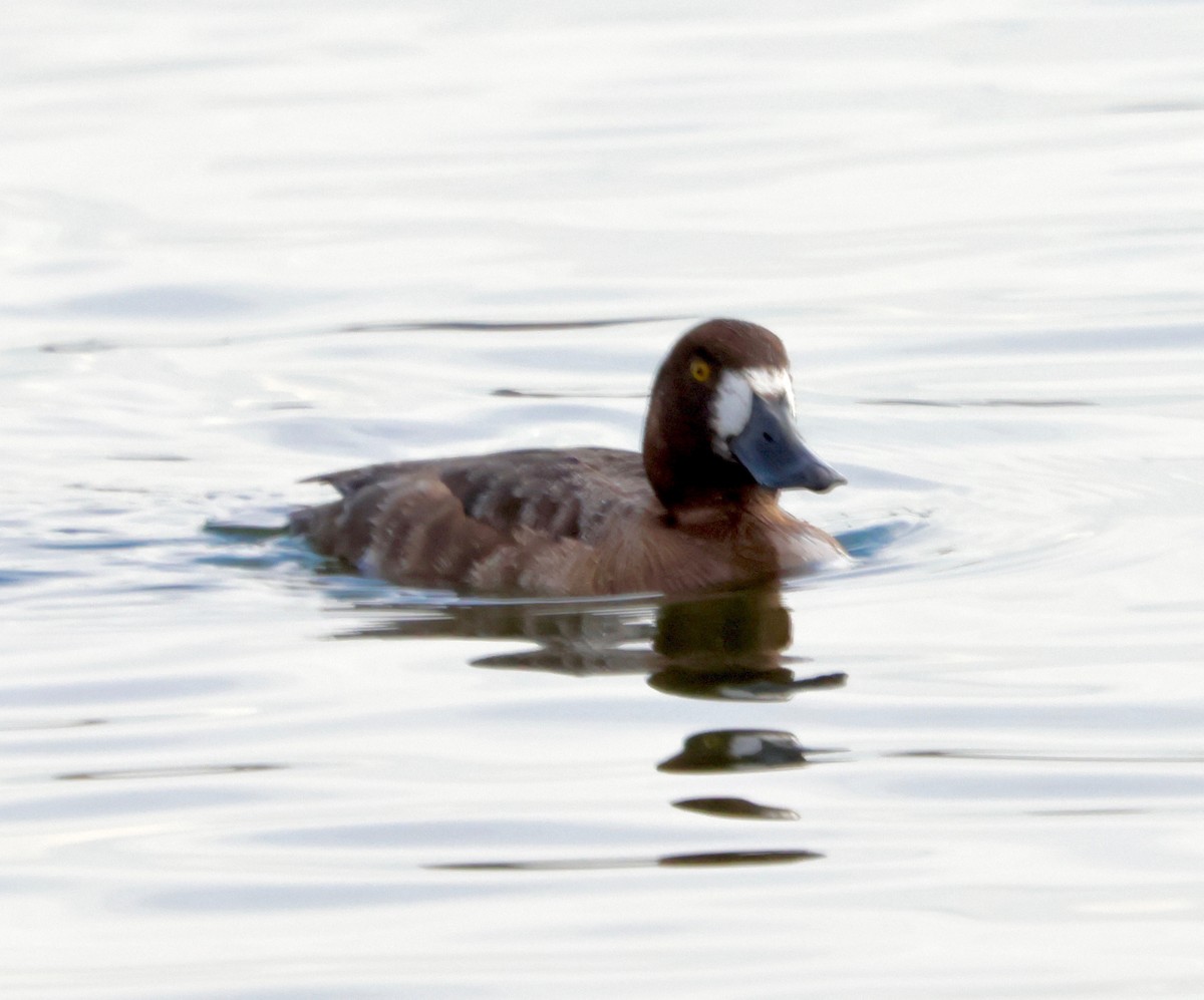 Greater Scaup - ML616299430