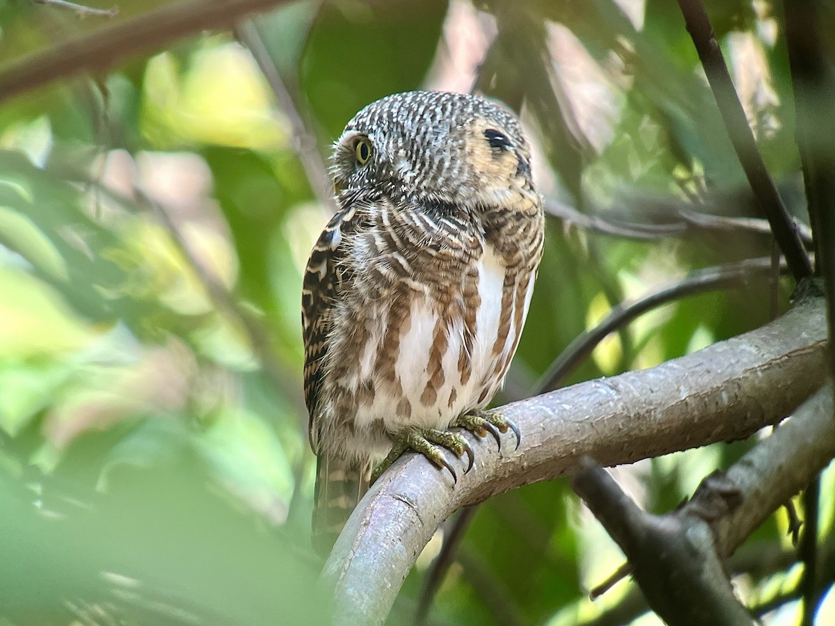 Collared Owlet - ML616299432