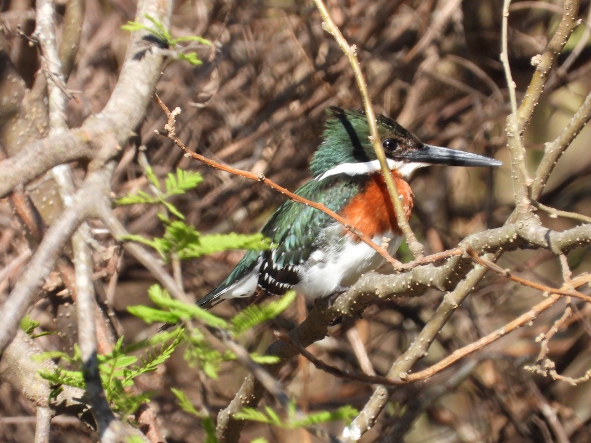 Green Kingfisher - Más Aves