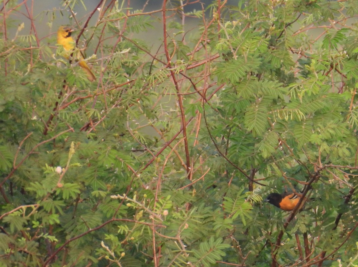 Orchard Oriole (Fuertes's) - ML616299494