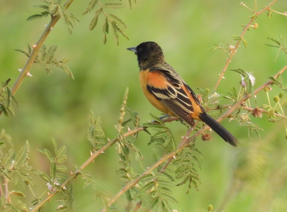 Orchard Oriole (Fuertes's) - ML616299495