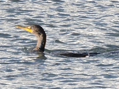 Double-crested Cormorant - Gary Hantsbarger