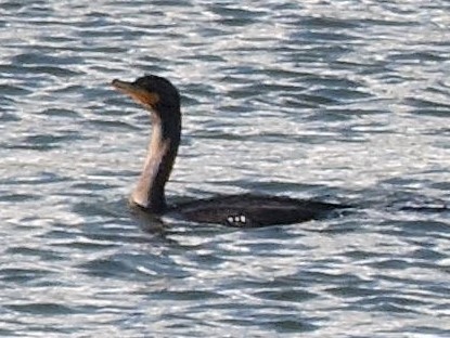 Double-crested Cormorant - Gary Hantsbarger
