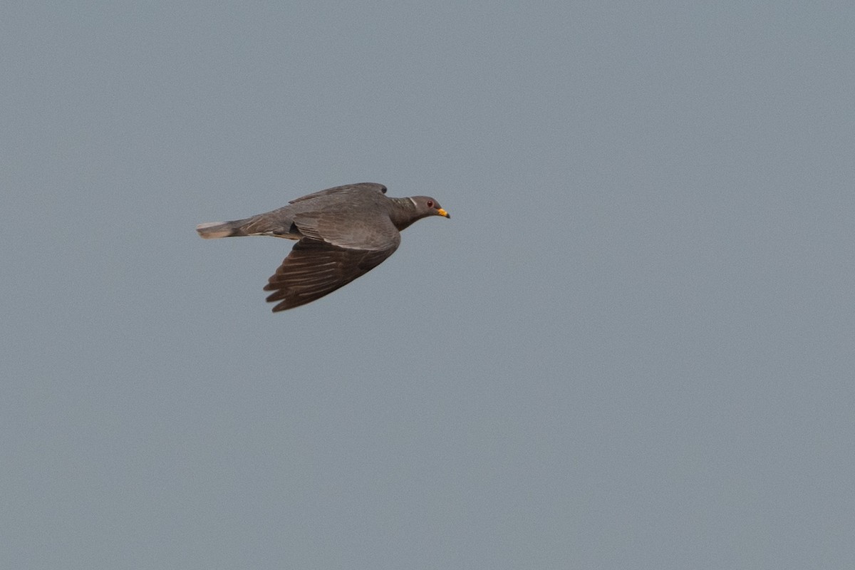 Band-tailed Pigeon - ML616299562