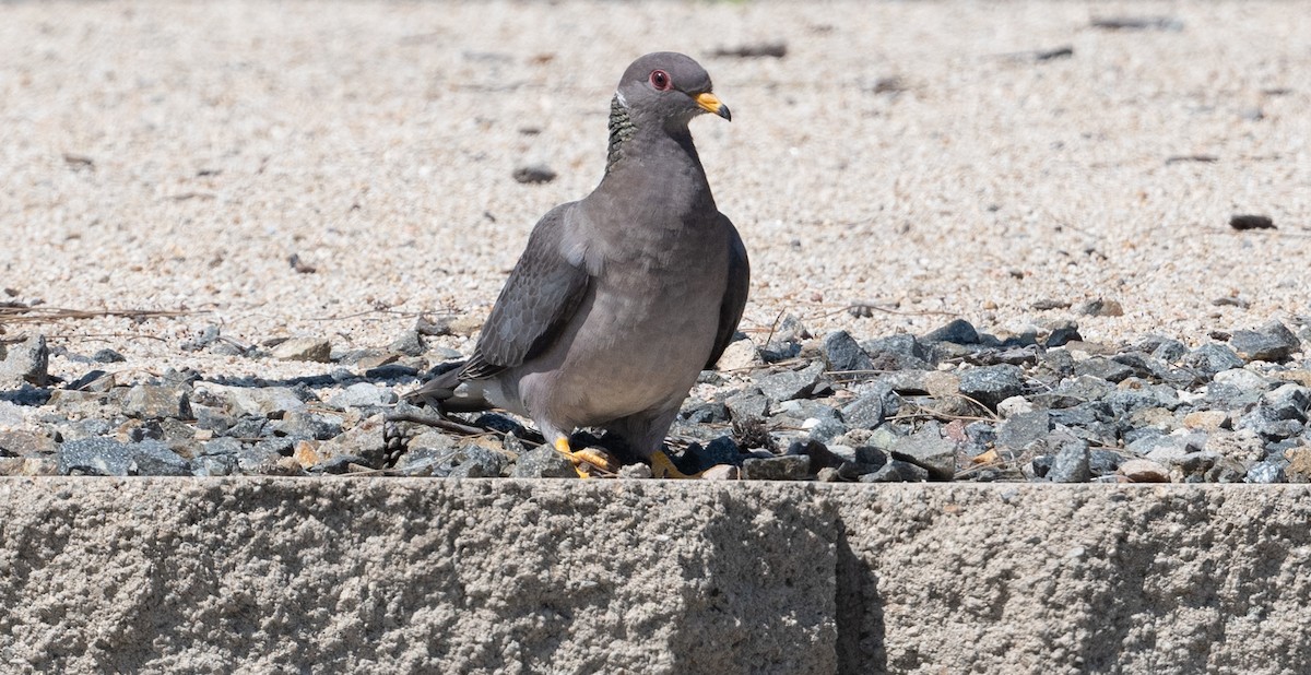 Band-tailed Pigeon - ML616299563