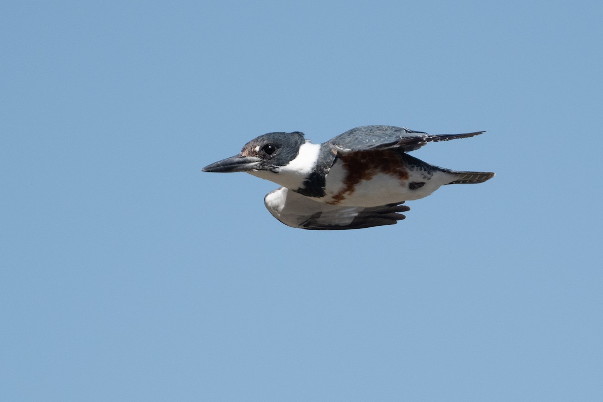 Belted Kingfisher - ML616299571